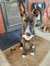 Herc