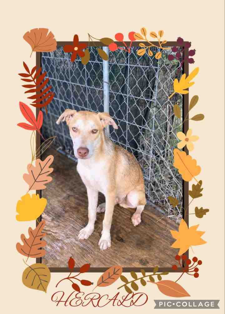 adoptable Dog in Donna, TX named Herald