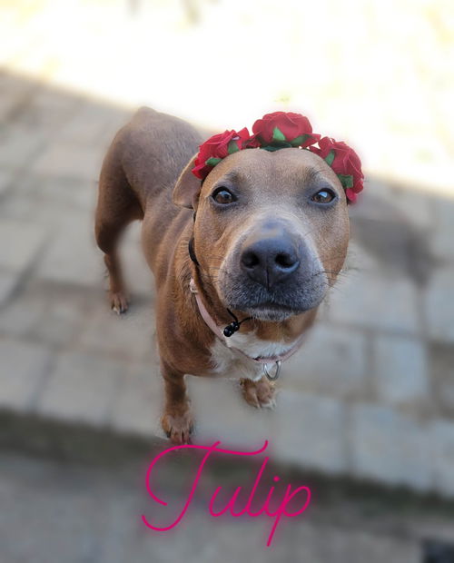 Tulip