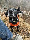 adoptable Dog in , PA named Homer