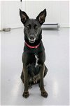 adoptable Dog in  named Marge
