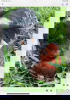Ty