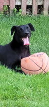Bruno