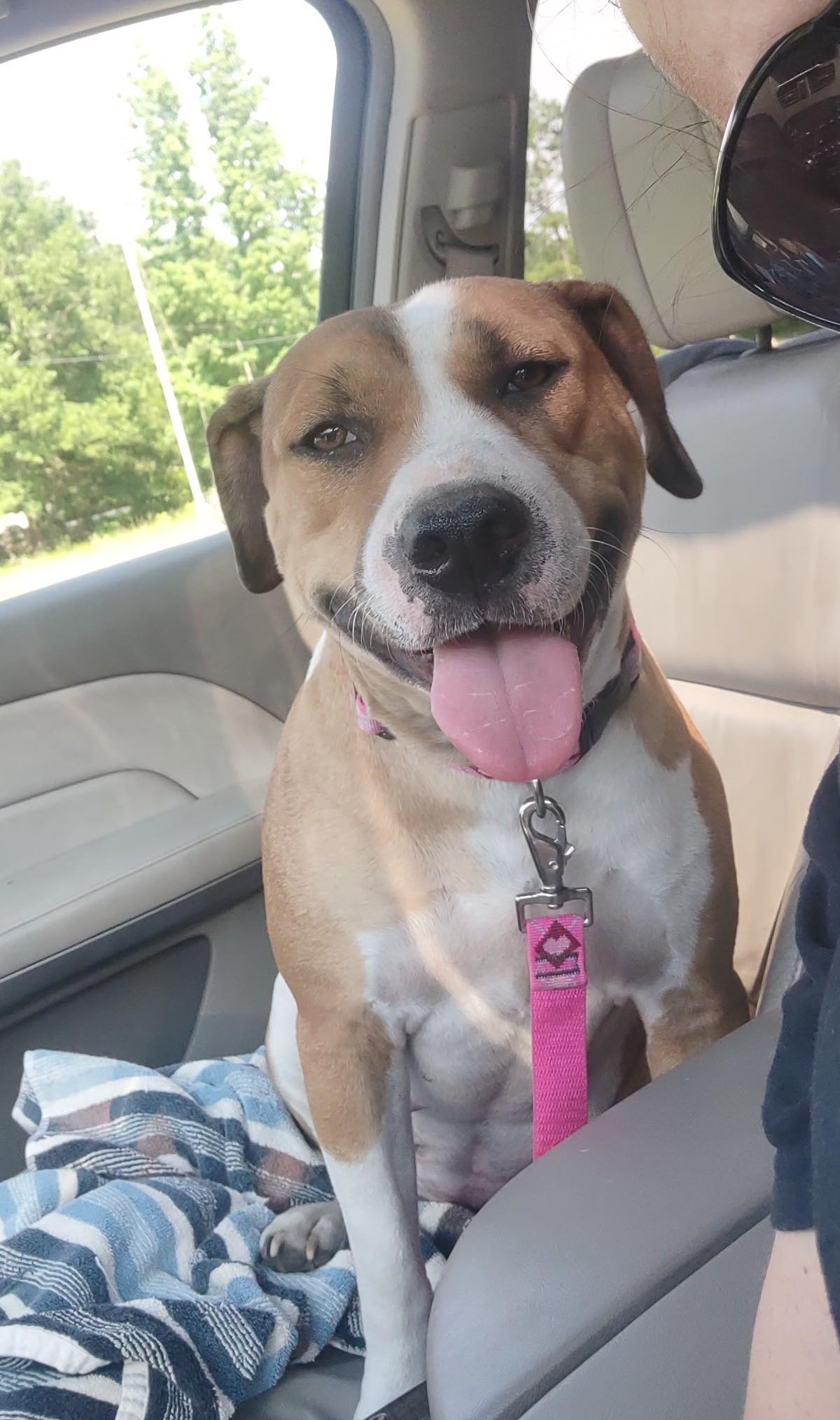 adoptable Dog in Reading, PA named Daisy (Pedal)