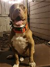 adoptable Dog in reading, PA named Amelia