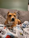 adoptable Dog in reading, pa, PA named Kaylynne