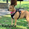 adoptable Dog in Reading, PA named Kaylynne