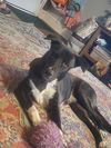 Black Jack