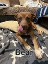 Bear