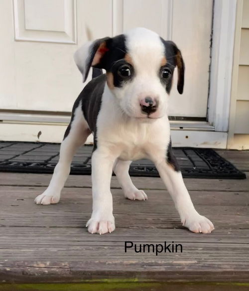Pumpkin
