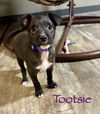 Tootsie