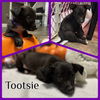 Tootsie