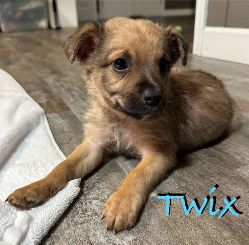 Twix