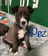 Pez