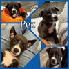 Pez