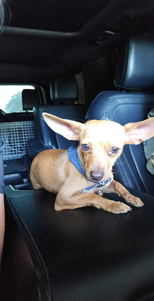 Tinker Bell
