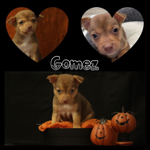 Gomez