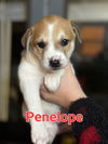 Penelope