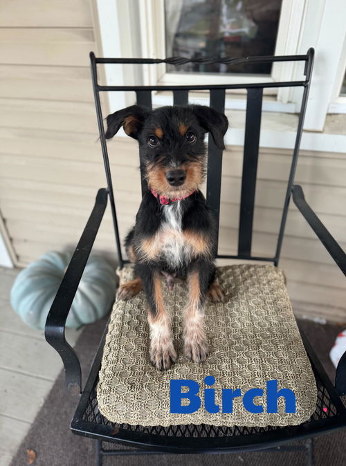 Birch