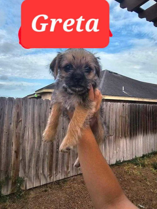 Greta