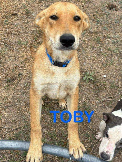 Toby
