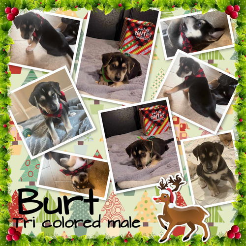 Bert