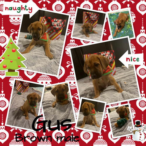 Gus