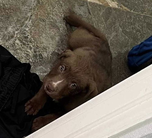 Bear Cub
