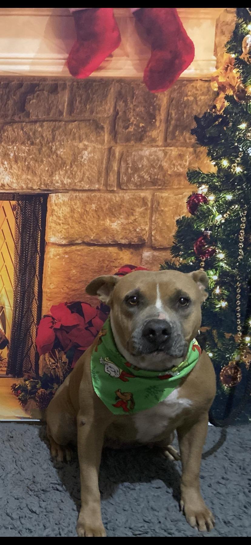 adoptable Dog in Reading, PA named Cinnamon