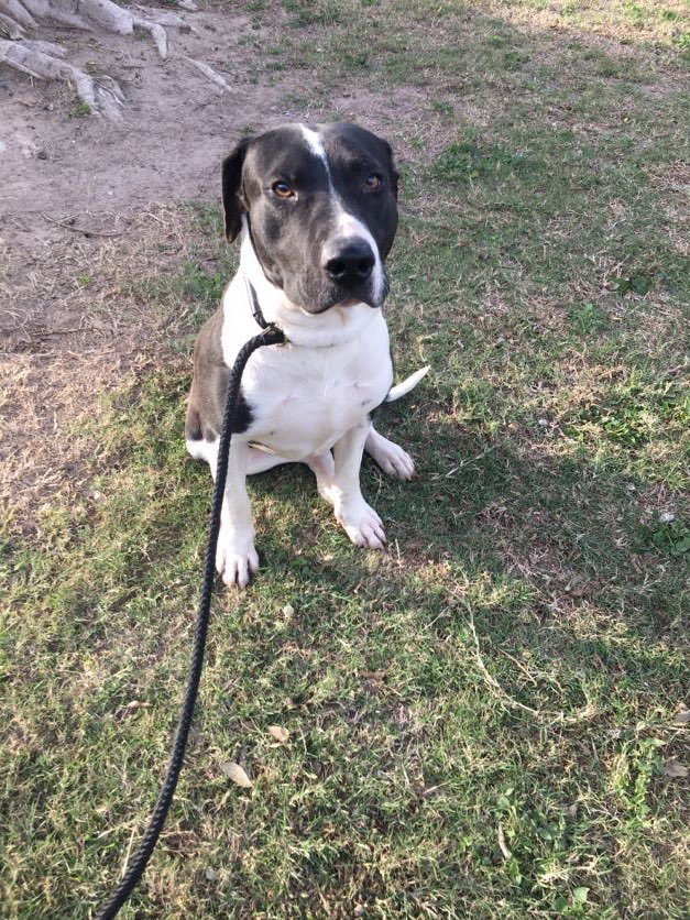 adoptable Dog in Donna, TX named Jeff