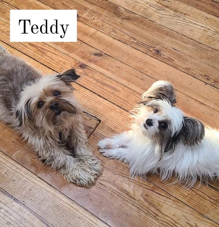 adoptable Dog in Reading, PA named Teddy