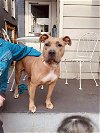adoptable Dog in reading, PA named Clare