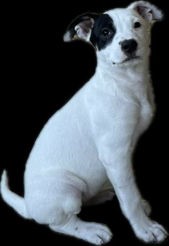 Bella (pit)