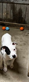 Bella (pit)