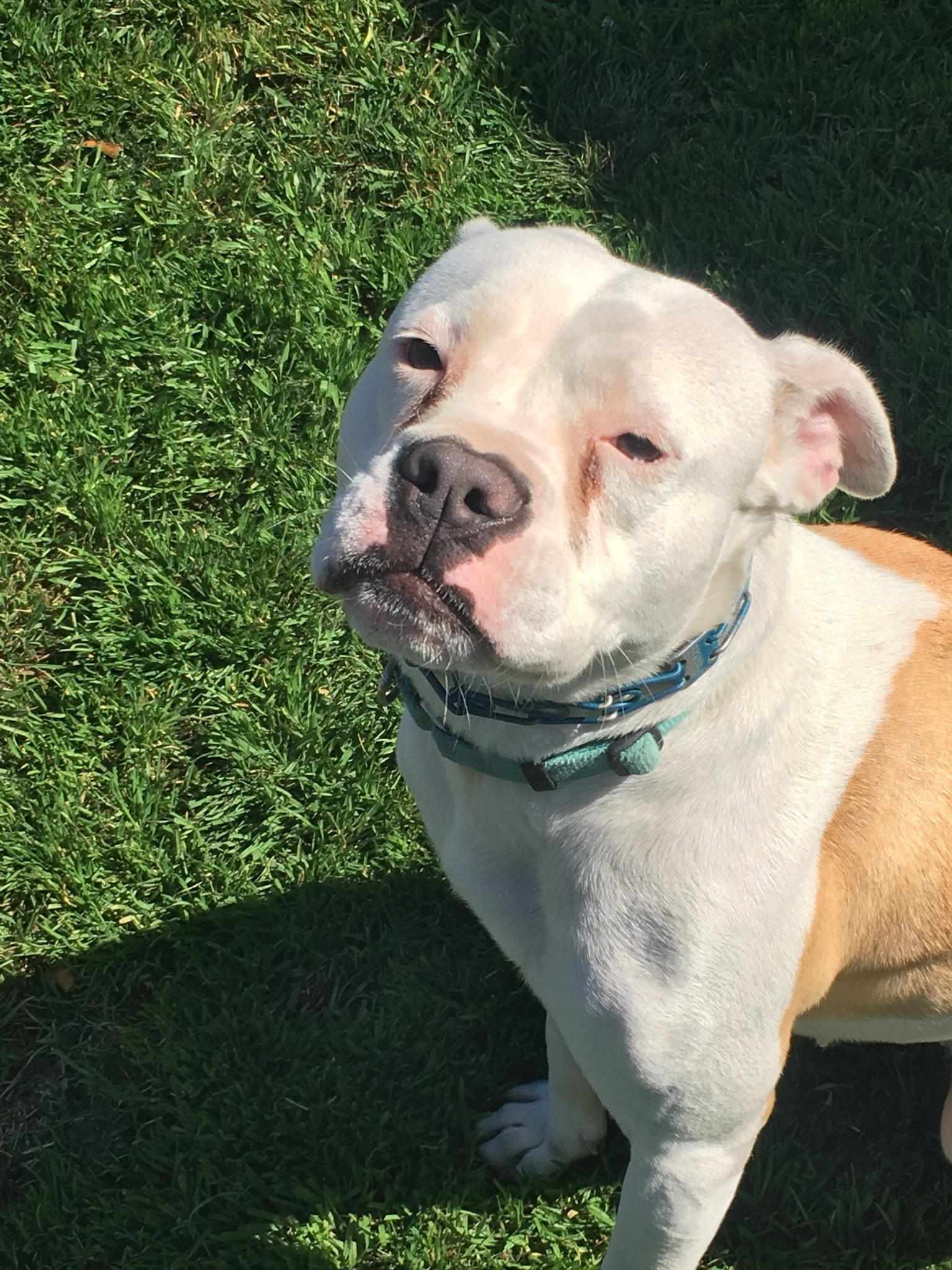 adoptable Dog in Reading, PA named Daisy Mae