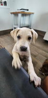 Alfie