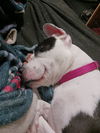 Lola