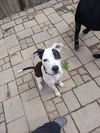 Lola