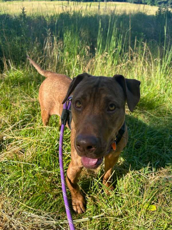 adoptable Dog in Reading, PA named Chile