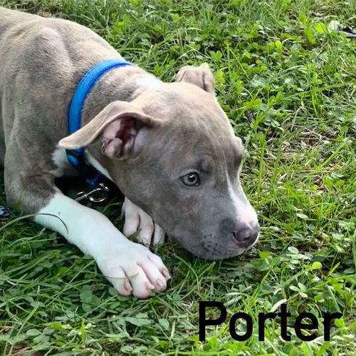 Porter