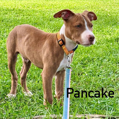 Pancake