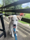 Parker