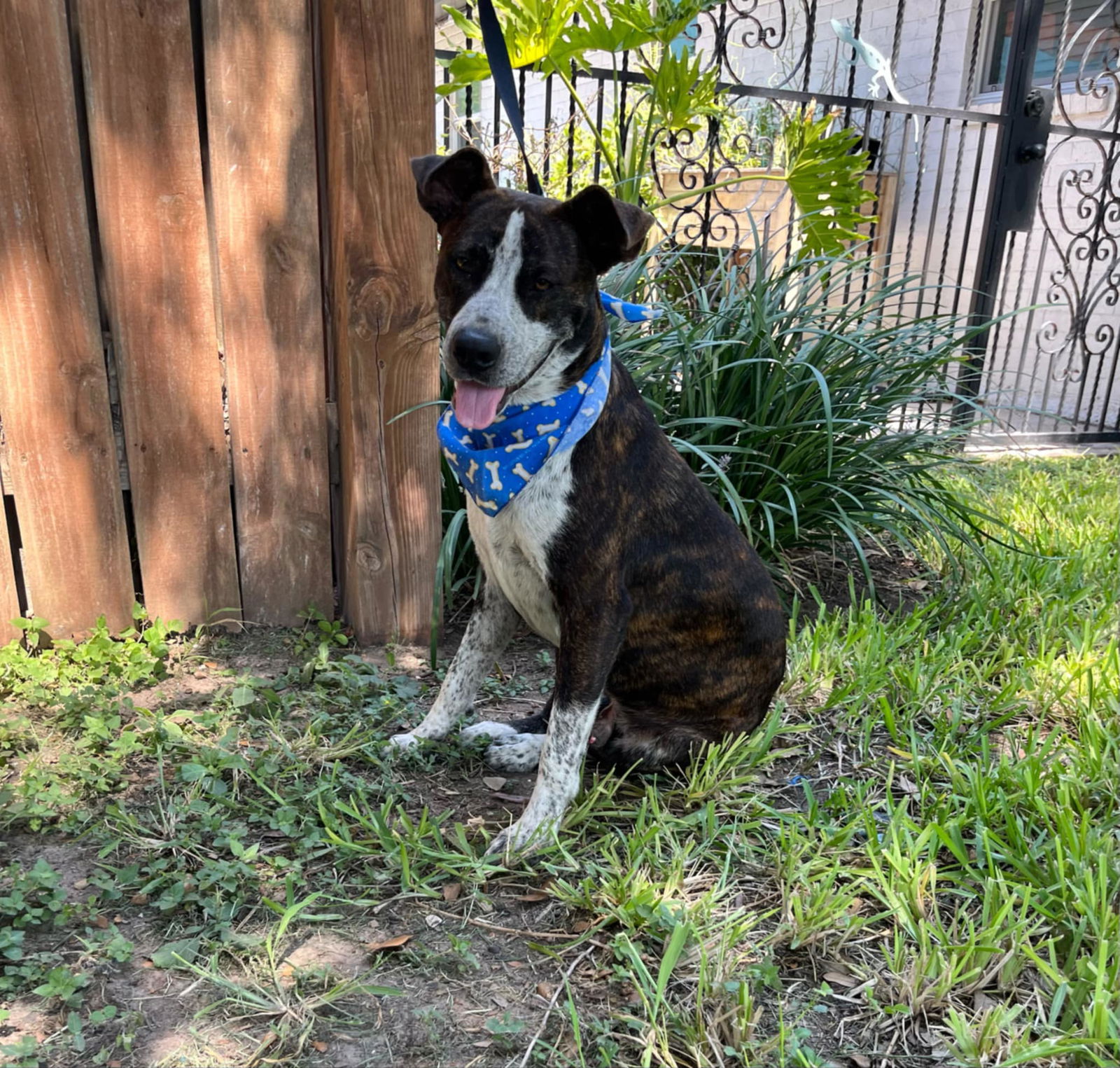 adoptable Dog in Reading, PA named Batman