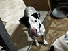 adoptable Dog in , PA named Dottie