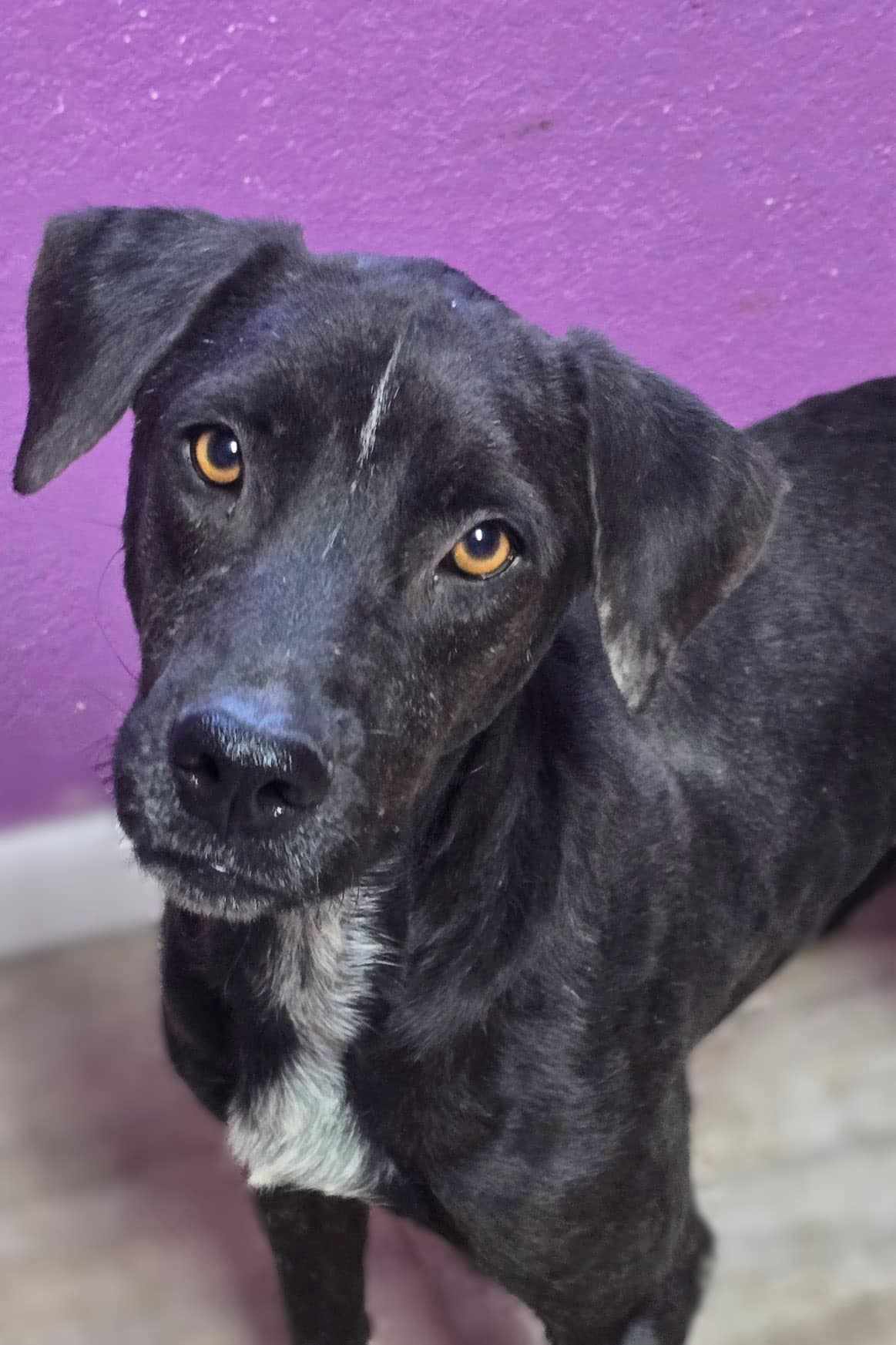 adoptable Dog in Reading, PA named Margo