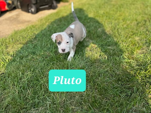 Pluto