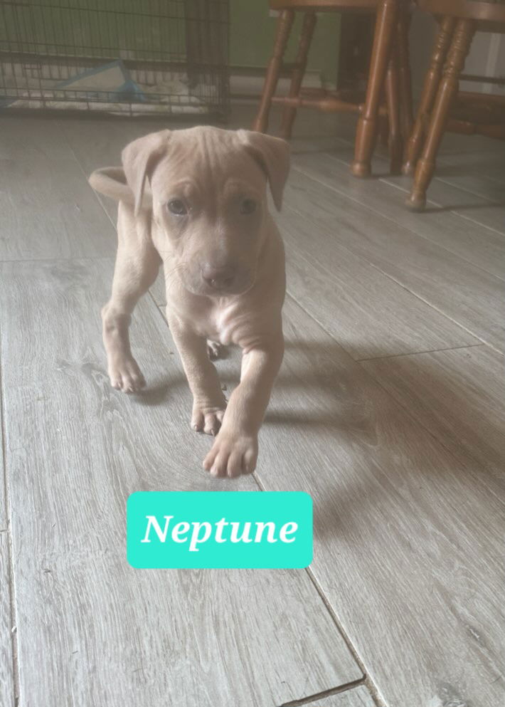 adoptable Dog in Reading, PA named Neptune