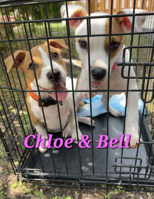 Bell