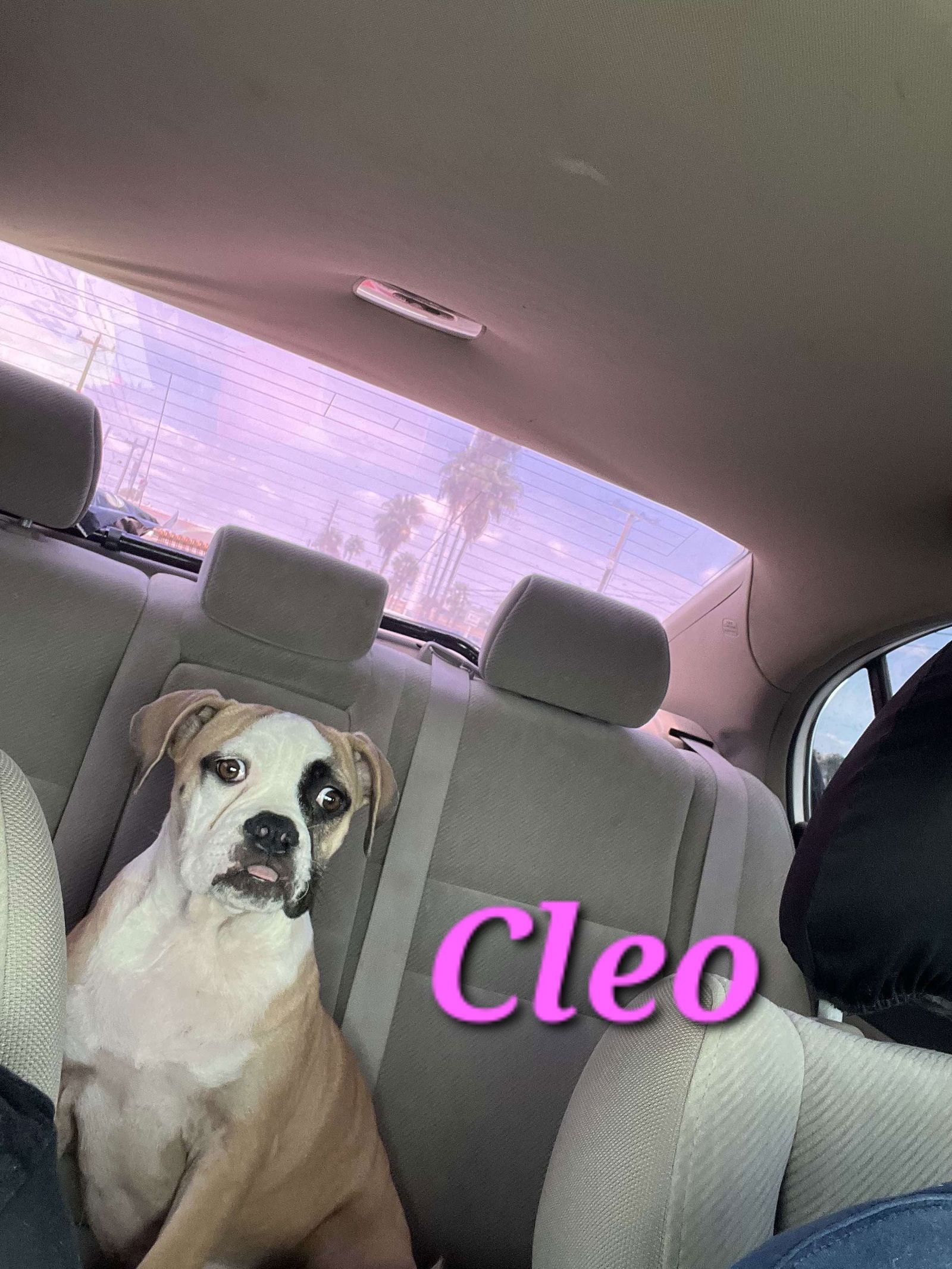 adoptable Dog in Reading, PA named Cleo