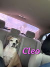 adoptable Dog in , PA named Cleo